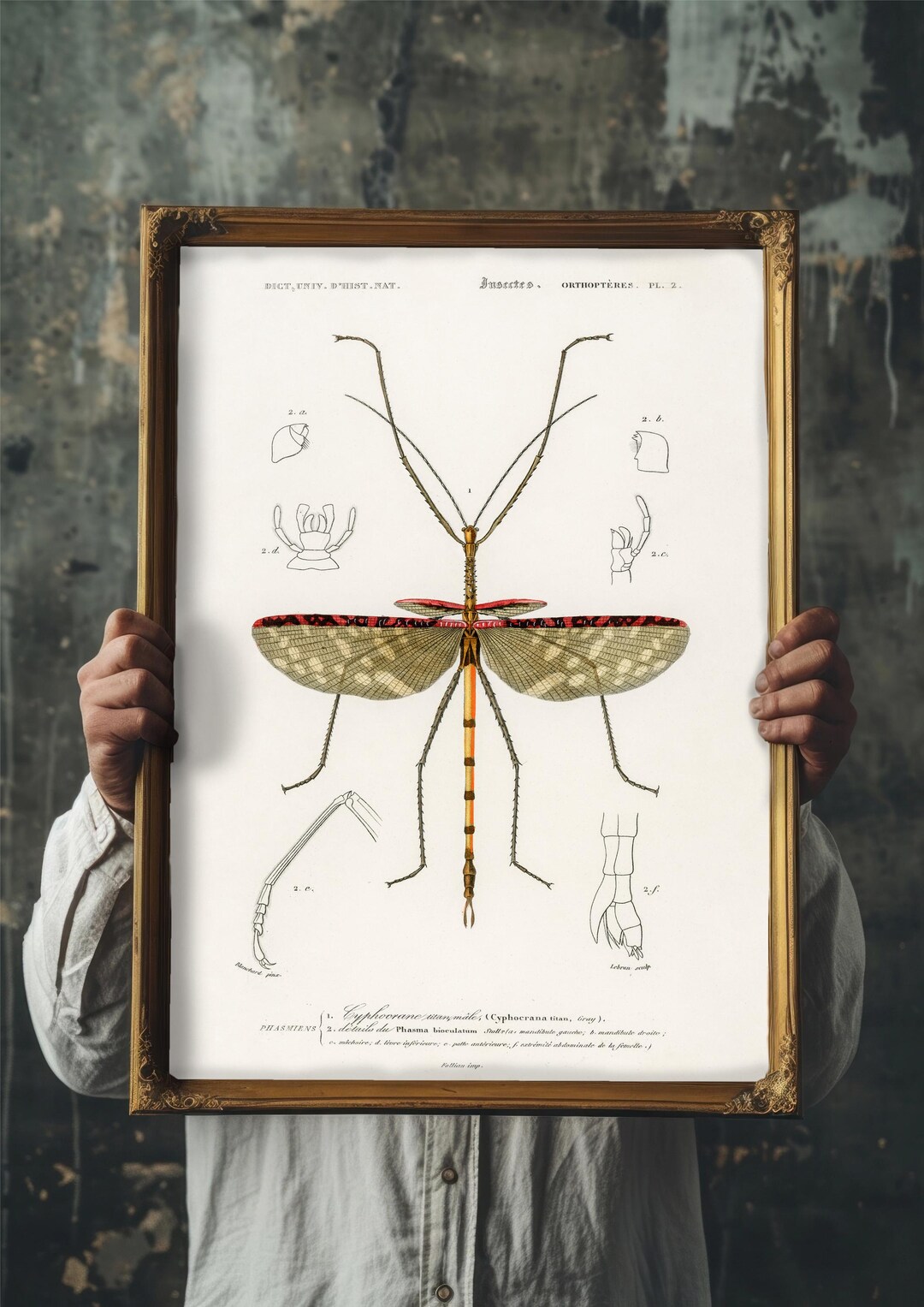 Vintage Insect Anatomy Art Print, French Natural History Entomology ...