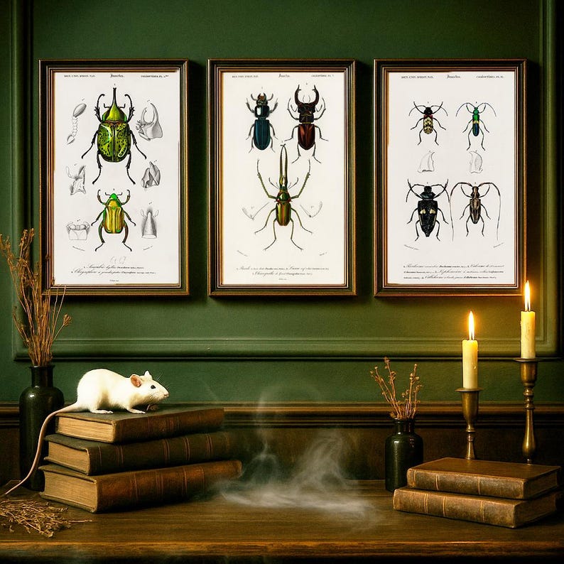 Vintage Beetle Print Set: Entomology Art, Natural History Decor - Etsy