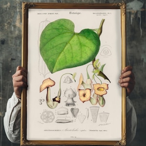 May include: A vintage botanical illustration of a plant called Aristolochia Sipho. The illustration shows a large green leaf, several flowers, and a detailed diagram of the plant's parts. The illustration is framed in a gold frame.