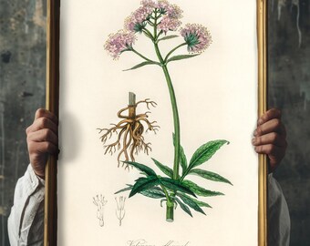 May include: A framed botanical print of Valeriana officinalis. The illustration shows the plant's root system, stem, leaves, and pink flowers. The artwork is in a gold frame, with the scientific name at the bottom.