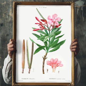 Ilustración vintage de adelfa tóxica, impresión artística de planta venenosa, arte mural de boticario, obra botánica, regalo para amantes de los jardines de brujas.