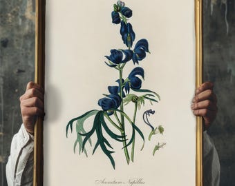 Monkshood Botanical Print Poisonous Plant Art | Dark Academia Gothic Wall Decor Witchy Botanical Aconitum Art