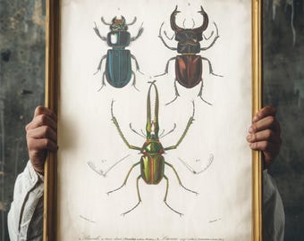 Ilustracja z chrząszczem w stylu vintage | Gotycka dekoracja ścienna Dark Academia | Sztuka historii naturalnej, antyczne botaniczne nadruki owadów