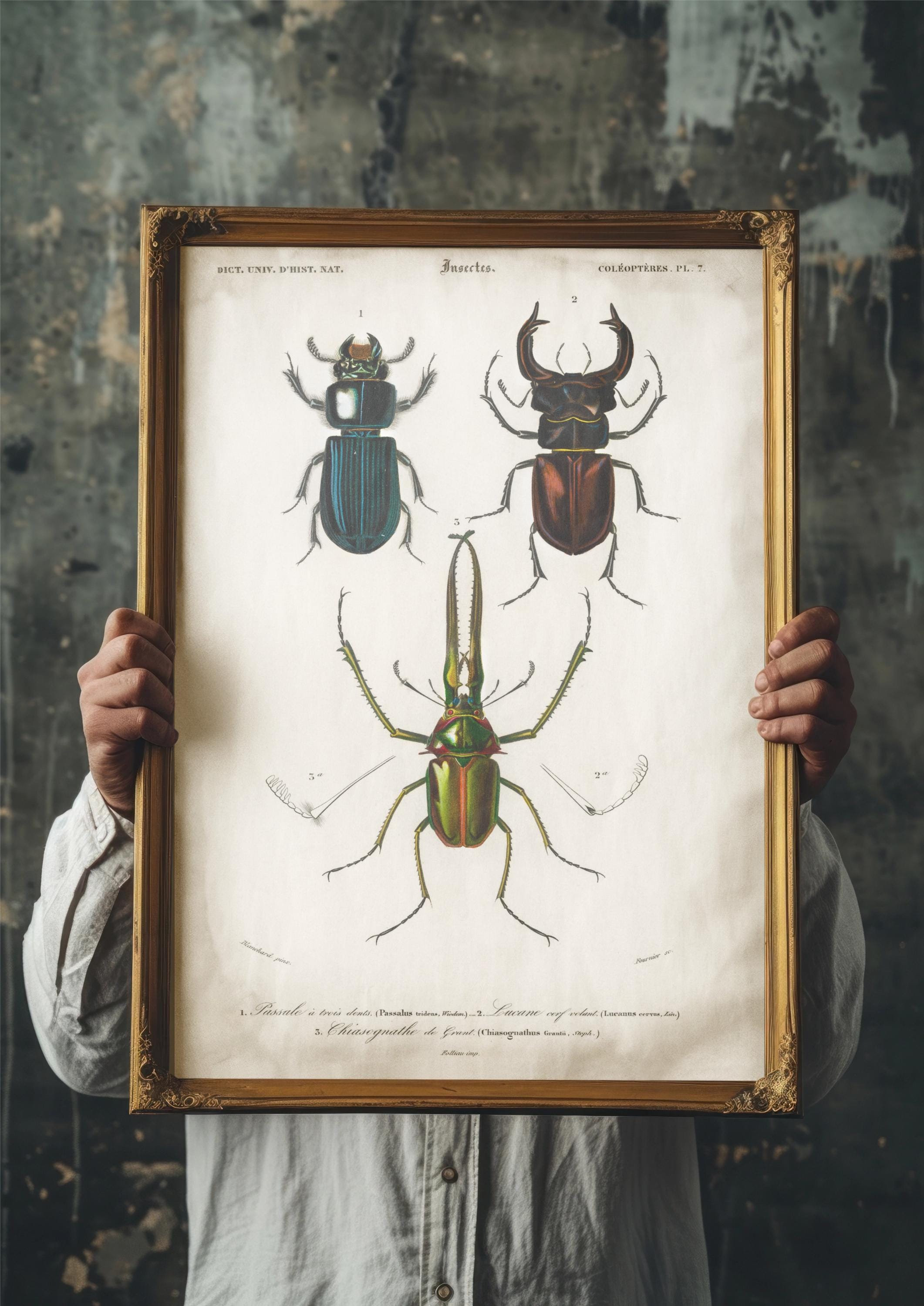 Beetle Print Vintage Insect Illustration | Gothic Wall Decor Dark ...