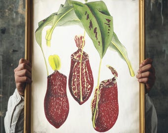 アートプリント - 「食虫植物」 - 8x10 植物イラスト - Etsy 日本
