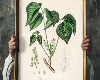 Poison Ivy Vintage Botanical Illustration, poison plant art print, Apothecary Wall Art, Deadly Plant Artwork, Gift for Witchy Garden Lovers