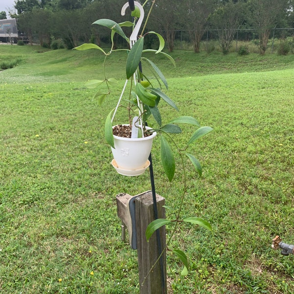 Hoya Plants for Sale Etsy