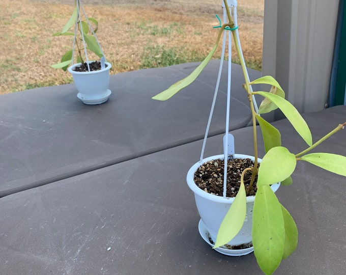 Hoya Pubifera - FREE SHIPPING! Wax Plant-Indoor Plants