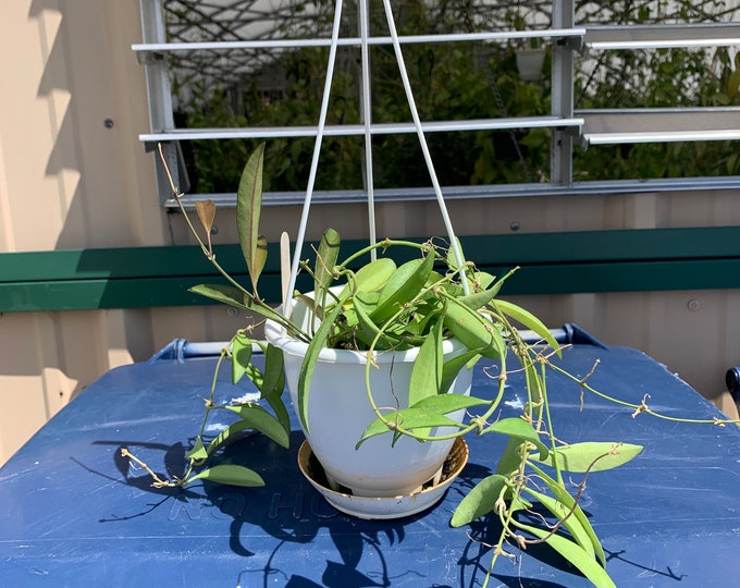 Hoya Kentiana-rare!  FREE SHIPPING! Indoor Plants