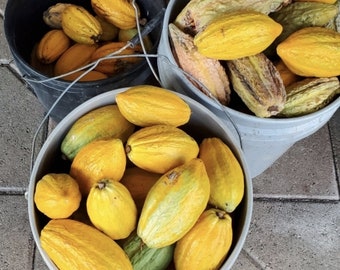 CACAO PODS - Locally Grown, Unsprayed Raw Cacao Fruit (Chocolate, Unprocessed Cocoa)