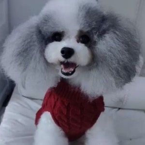 May include: A small white and gray dog wearing a red knitted sweater. The dog has fluffy ears and is looking at the camera with a happy expression.