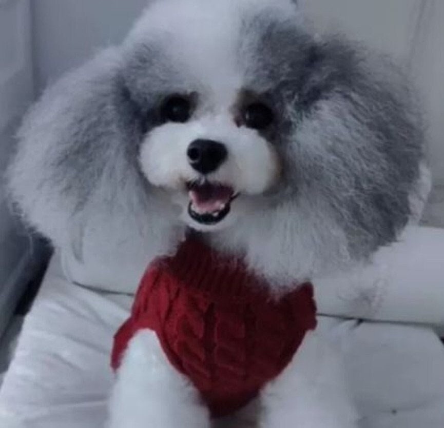 Poodle turtleneck online