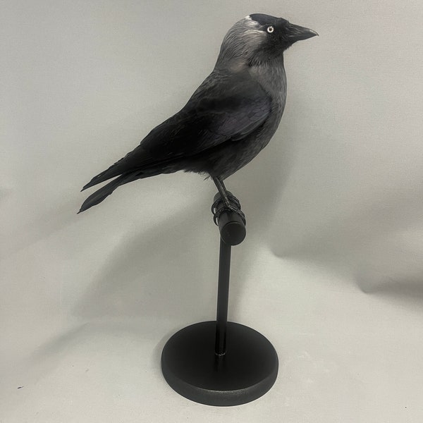 Taxidermy Jackdaw commission work