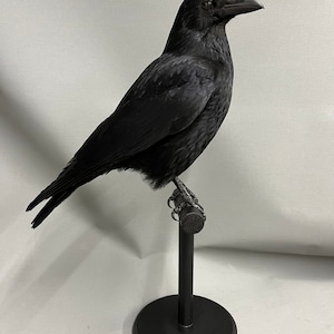 Taxidermy Crow Commissions Only please message me for more info