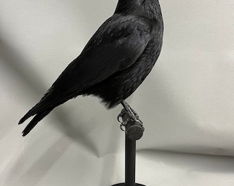 Taxidermy Crow Commissions Only please message me for more info