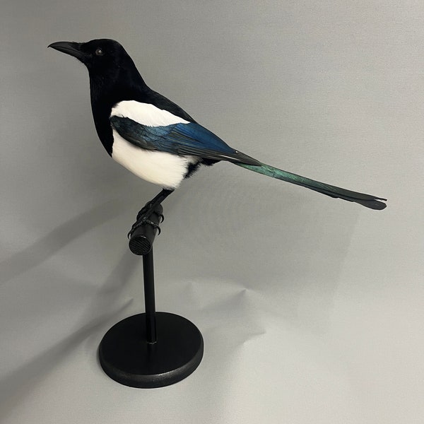 Taxidermy Magpie Commissions Only.please message me for more info.