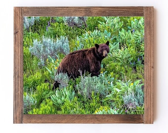 The Joyful Black Bear - Black Bear Fotoafbeelding beschikbaar als print, canvas, hout of acryl om je huis mee te decoreren of als cadeau te geven.