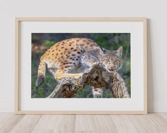 The Lynx's Gaze: een Euraziatische lynx-fotoafbeelding beschikbaar als fotoprint, canvas, hout, metaal of acryl om je huis mee te decoreren of als cadeau.