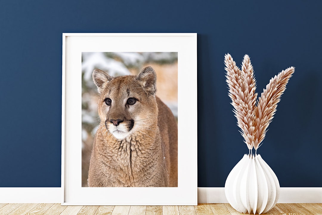 The Lion's Smile -mountain Lion Close up Photo Image Available in