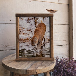 Walking on Water - Mountain Lion Playing in Water Image available in Print, Canvas, Wood or Acrylic to decorate your home or a gift to share