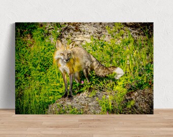 Sly Elegance - Red Fox Looking Up-afbeelding beschikbaar als fotoprint, canvas, hout, metaal of acryl voor thuis of om als speciaal cadeau te geven.