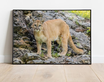 Observing Eyes - Mountain Lion Photo Image beschikbaar als print canvas, hout, metaal of acryl om je huis mee te decoreren of als geweldig cadeau te geven