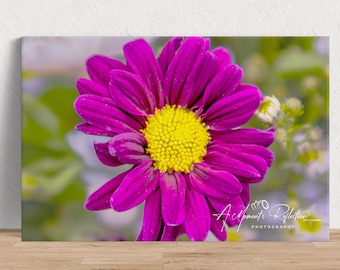 Spring Has Sprung - Purple Daisy Photo Image beschikbaar als print, canvas op hout of acryl om je huis mee te decoreren of als mooi cadeau om te delen