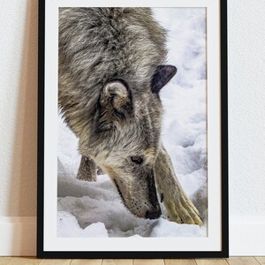 Curious - A male white Wolf Looks Down Foto Bild ist als Druck, Leinwand, Holz, Metall oder Acryl erhältlich um Ihr Zuhause zu dekorieren oder ein Geschenk zu machen.