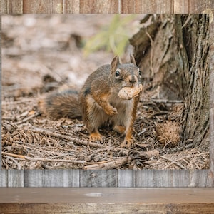 Puede incluir: Imagen de primer plano de una ardilla marrón sosteniendo comida en la boca. La ardilla está de pie sobre un lecho de ramitas y hojas cerca de un tronco de árbol. El fondo está borroso, lo que sugiere un entorno natural al aire libre.