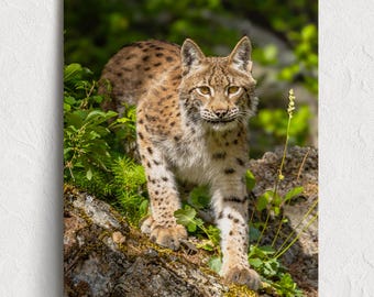 When the Lynx Watches - A Euraziatische Lynx-afbeelding verkrijgbaar als fotoprint, canvas, hout, metaal of acryl om je huis mee te decoreren of als cadeau.