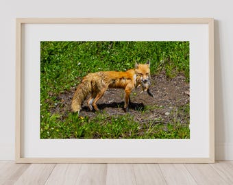 Clever Little Fox - Rode vos met maaltijd fotoafbeelding beschikbaar als fotoprint, canvas, hout, metaal of acryl voor thuis of als speciaal cadeau.