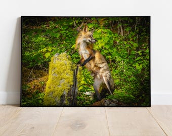 Balance of Nature - Rode vos staat op op boomstronk Afbeelding beschikbaar als fotoprint, canvas, hout, metaal of acryl voor thuis of als cadeau.