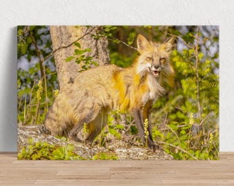 The Majestic Fox - Red Fox on Top a Rock Afbeelding verkrijgbaar als fotoprint, canvas, hout, metaal of acryl voor thuis of om cadeau te geven.