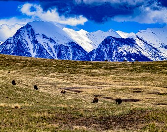 バッファローが歩き回る場所 - 山の風景 プリント、キャンバス、木