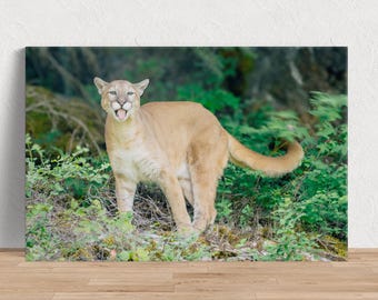 All Smiles, No Bite - Mountain Lion Fotoafbeelding beschikbaar in print canvas hout metaal of acryl om je huis te versieren of als geweldig cadeau te geven