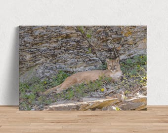Grace and Strength - Mountain Lion on Rockface Afbeelding beschikbaar in print canvas hout metaal of acryl om je huis te versieren of als cadeau te geven