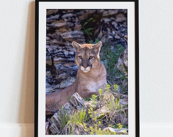 She Watches - Mountain Lion Close-up fotoafbeelding beschikbaar als print canvas, hout, metaal of acryl om je huis mee te decoreren of als geweldig cadeau te geven