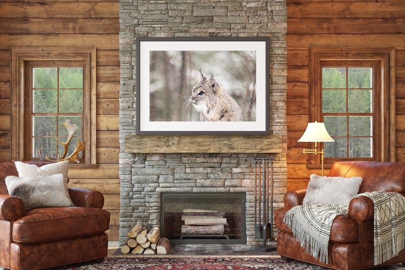 Rustic Bobcat Snow Gazing - Bobcat in the Snow Photo Image Available in Print, Canvas ...