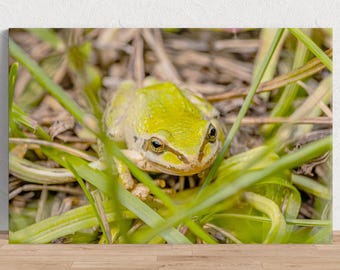 Ribbit - Kleine kikker verstopt zich in het gras Fotoafbeelding beschikbaar als print, canvas, hout of acryl om je huis mee te decoreren of als mooi cadeau.