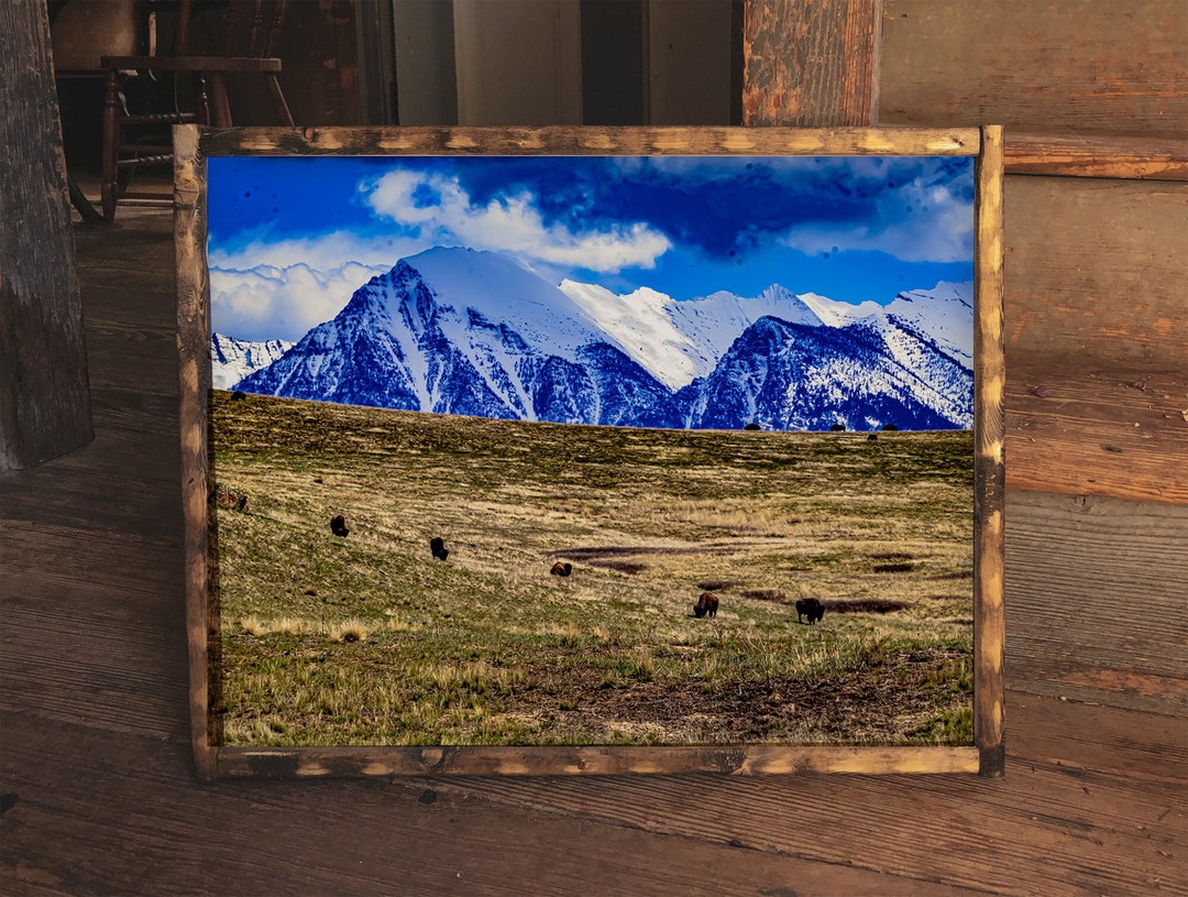 バッファローが歩き回る場所 - 山の風景 プリント、キャンバス、木