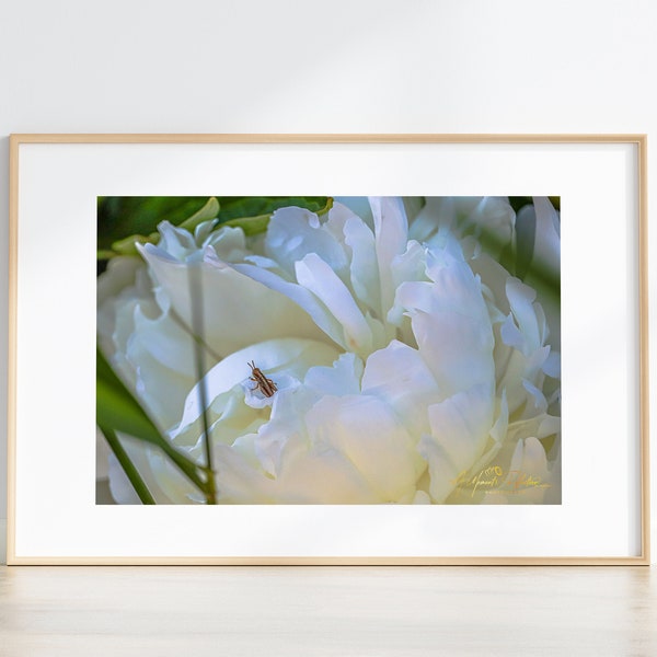 Beauty and the Bug - Peony with Grasshopper Photo available in Print, Canvas, Wood or Acrylic to decorate your home or for a lovely gift.