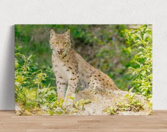 De fluisterende lynx: afbeelding van een Euraziatische lynx beschikbaar als fotoprint, canvas, hout, metaal of acryl om je huis mee te decoreren of als cadeau te geven