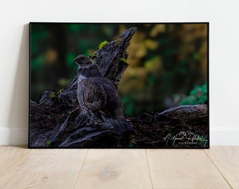 Blended Nature - Dusky Grouse Zittend op Log Afbeelding beschikbaar als print, canvas metaal, hout of acryl om je huis mee te decoreren of als cadeau te geven