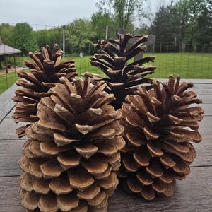 May include: Close-up of several large, brown pine cones with textured scales. The pine cones are arranged on a weathered wooden surface, with a blurred green background of trees and a cloudy sky.