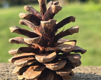 Small Pinecones, Set of 18.  Free of pesticides and chemicals.