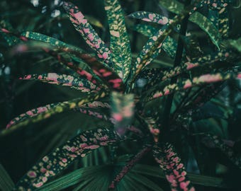 Croton - Impresión fotográfica de bellas artes