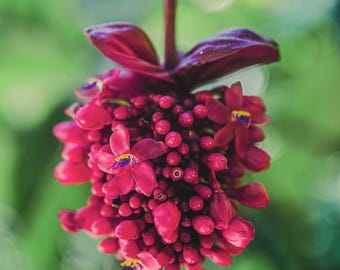 Medinilla Cummingii Starter Plant (ALL STARTER PLANTS