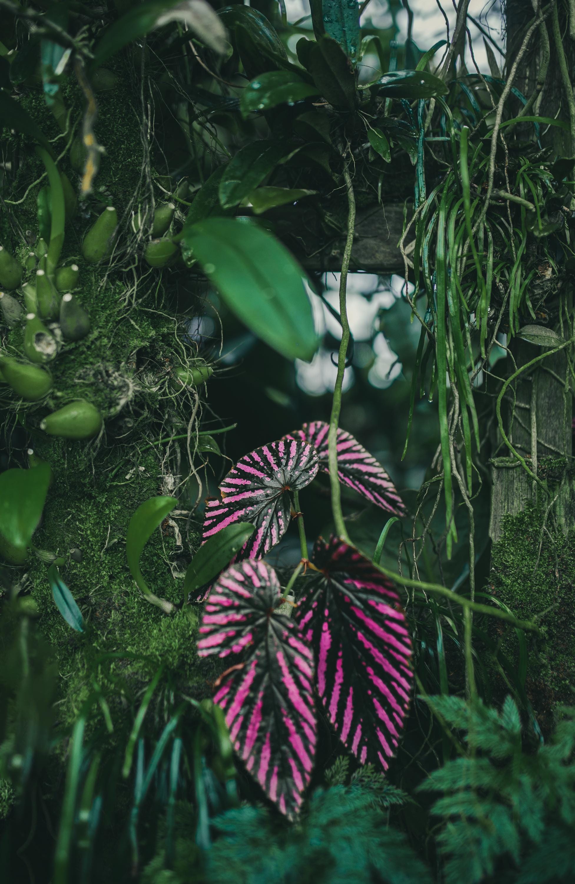 Begonia brevirimosa - Etsy 日本