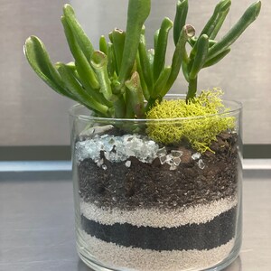 Medium Planted succulent and Terrarium.