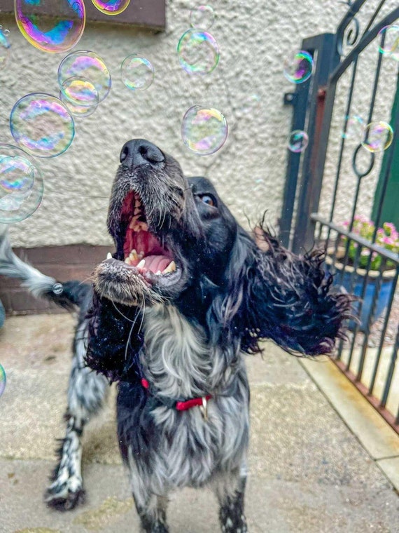 Are Bacon Flavored Bubbles Safe For Dogs